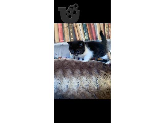 Η όμορφη μας εμφάνιση GCCF ενεργή Exotic Shorthair είχε